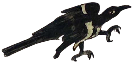 magpie