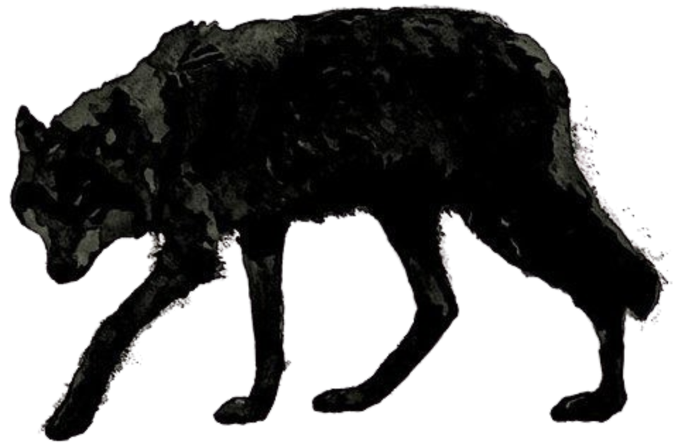 wolf